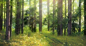 秋冬防火季已至 | 辰安科技创新产品助力各省市打响森林保卫战